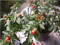 5549d27b-Picture 001.jpg